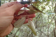 Trichocladus ellipticus
