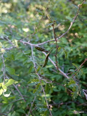 Dichrostachys unijuga