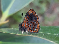 Sarota myrtea