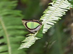 Polyura jalysus
