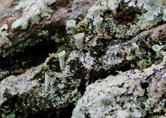 Cladonia grayi