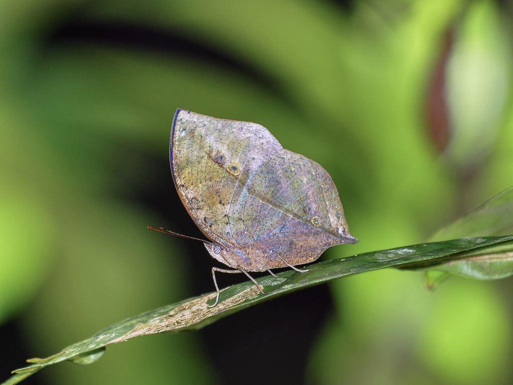 Malayan Oakleaf