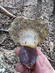 Penicillium