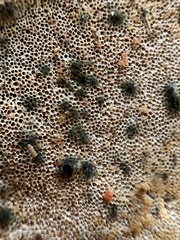 Penicillium