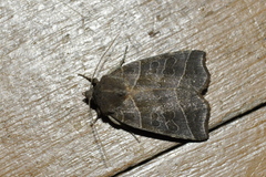 Ipimorpha retusa
