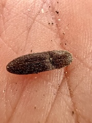 Lacon impressicollis