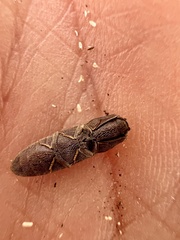 Lacon impressicollis