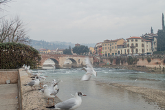 Chroicocephalus ridibundus