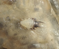 Cymothoida