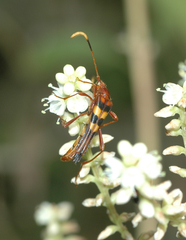 Strangalia doyeni
