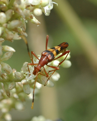 Strangalia doyeni