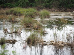 Phragmites vallatoria