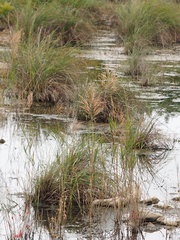 Phragmites vallatoria