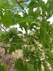 Enterolobium timbouva