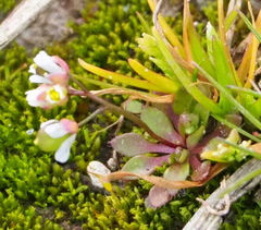 Draba praecox