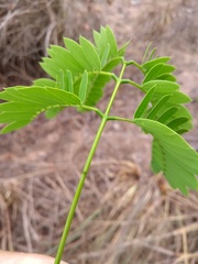 Enterolobium timbouva