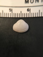 Varicorbula limatula
