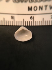 Varicorbula limatula