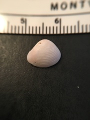 Varicorbula limatula