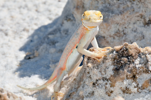 Bleached Earless Lizard