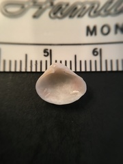 Varicorbula limatula