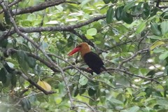 Pelargopsis amauroptera