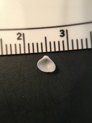 Varicorbula limatula