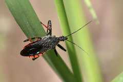 Rhynocoris annulatus