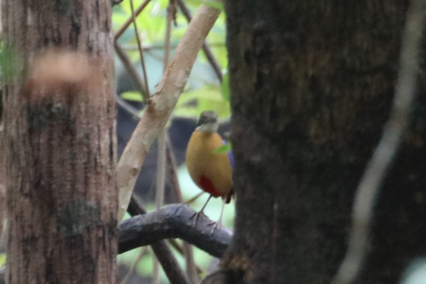 Mangrove Pitta illustration