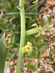 Dipcadi bakerianum