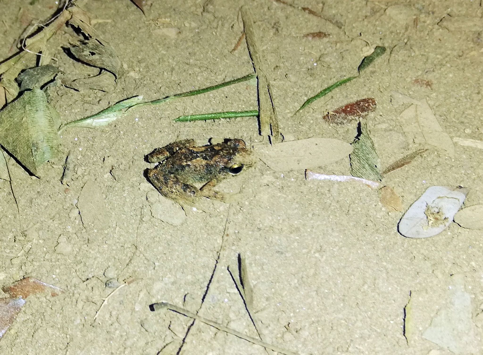 Arthroleptis adelphus Perret, 1966