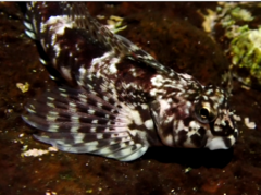 Lepidoblennius