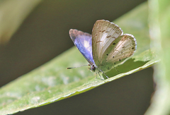 Acytolepis puspa