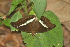 Euthalia recta monilis