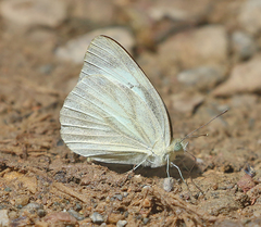 Appias albina