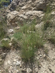 Elymus nodosus