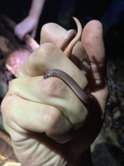 Carphophis amoenus helenae