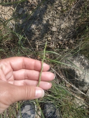 Elymus nodosus