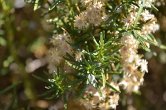 Baccharis grisebachii