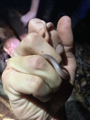 Carphophis amoenus helenae