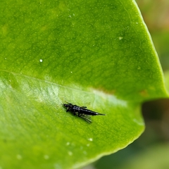 Klambothrips myopori