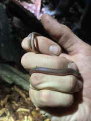 Carphophis amoenus helenae