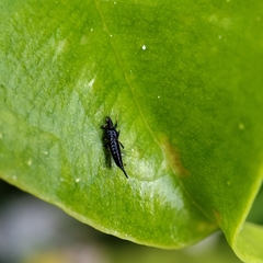 Klambothrips myopori