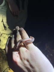 Carphophis amoenus helenae