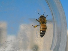 Apis mellifera