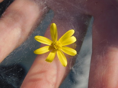 Senecio vernalis