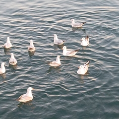 Chroicocephalus ridibundus