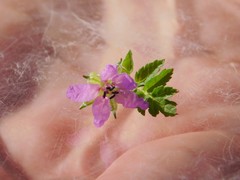Erodium moschatum
