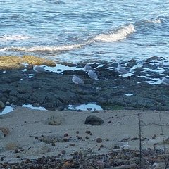 Chroicocephalus ridibundus