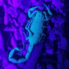 Centruroides limbatus